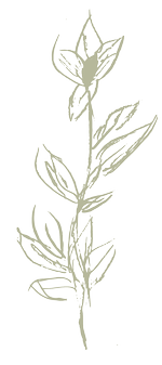 Flower Green Flower Green